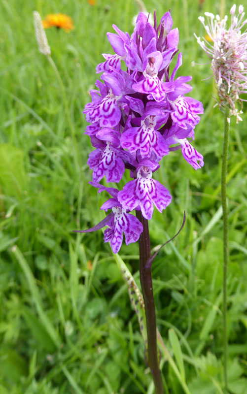 quale Dachtylorhiza ?......Passo Staulanza